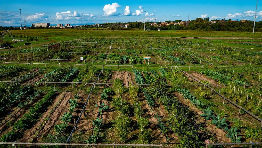 piccolo orto verde da 25 mq