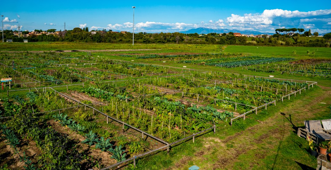 grande orto verde da 50 mq