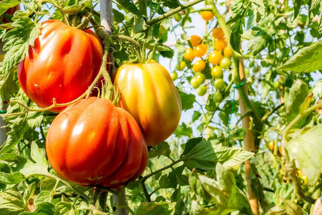 grossi pomodori rossi e gialli con alle spalle limoni gialli