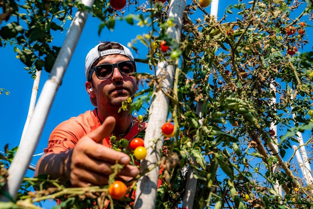 agricoltore con cappello che raccoglie pomodorini