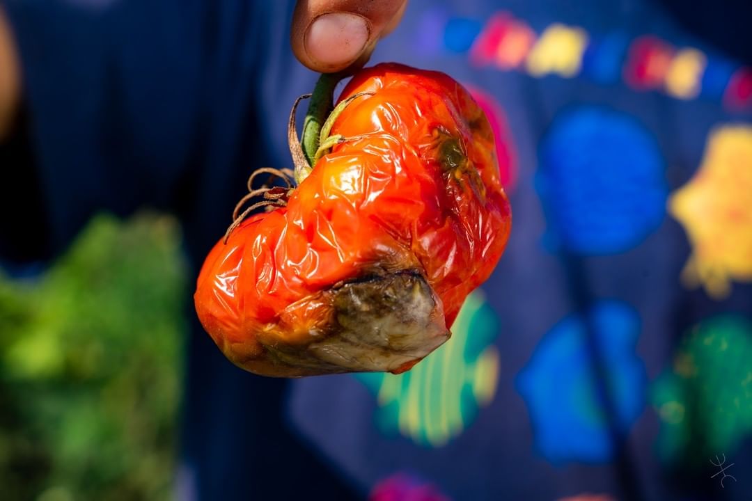 pomodoro rosso raccolto da terra