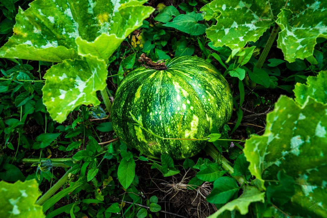 zucca verde circondata da insalate